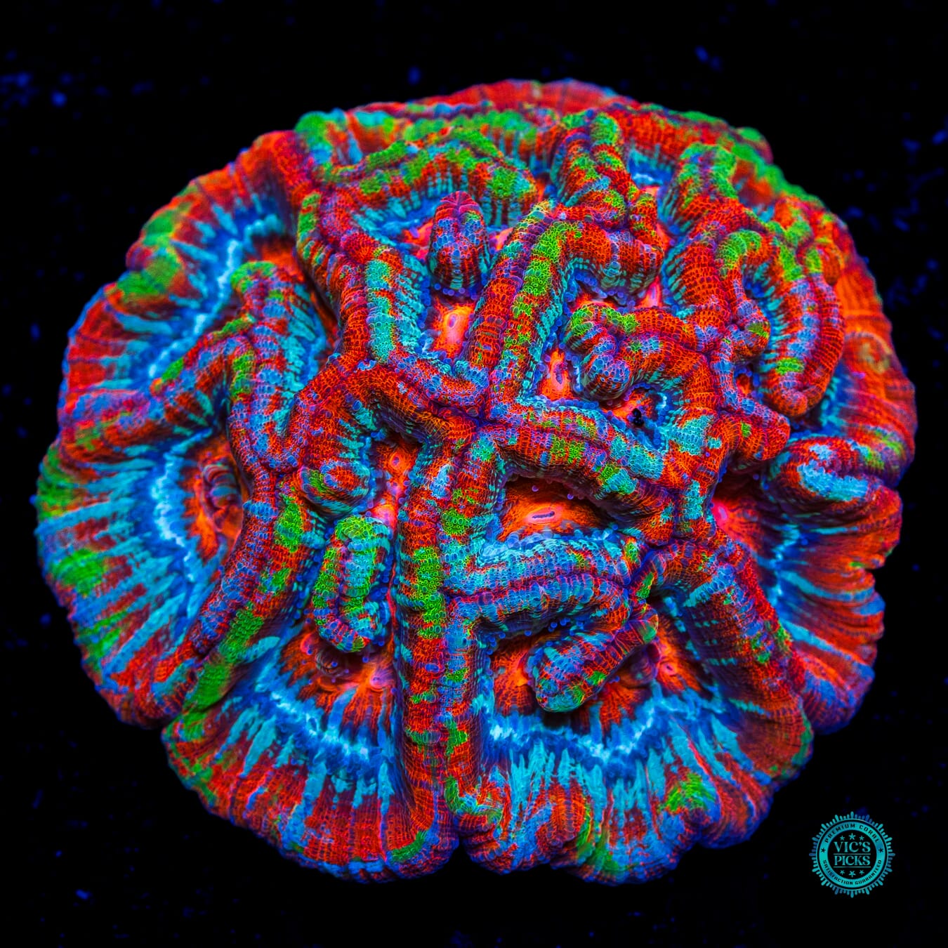 Blood Tiger Symphyllia WIlsoni - Daylight Photo