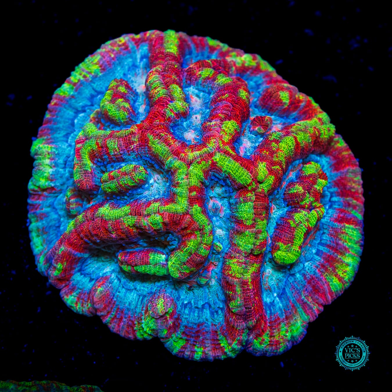 Ice Tiger Symphyllia Wilsoni - Daylight Photo