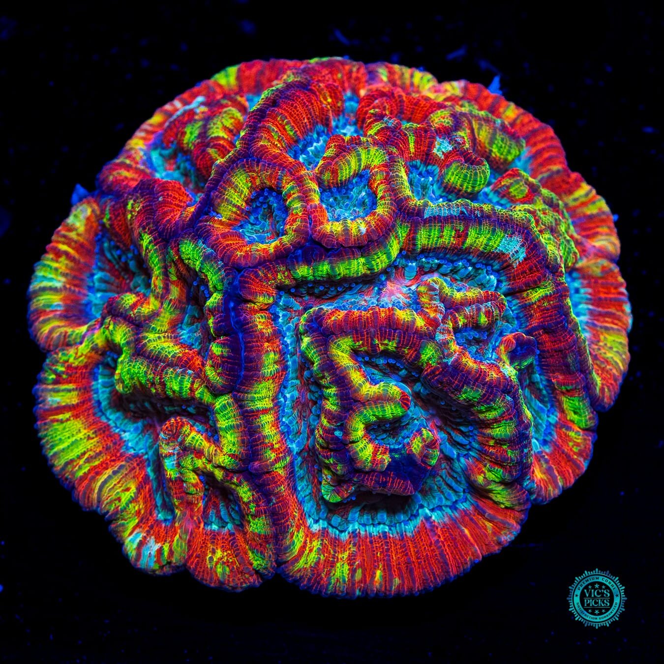 Rainbow Tiger Symphyllia Wilsoni - Daylight Photo