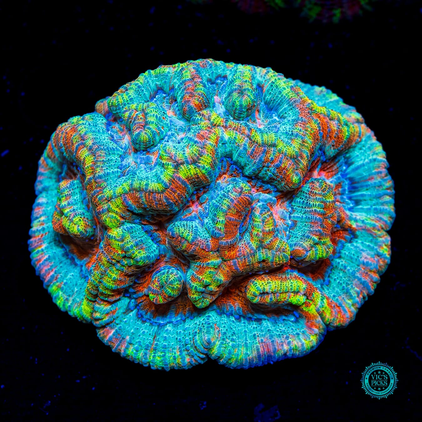 Teal Tiger Symphyllia Wilsoni - Daylight Photo