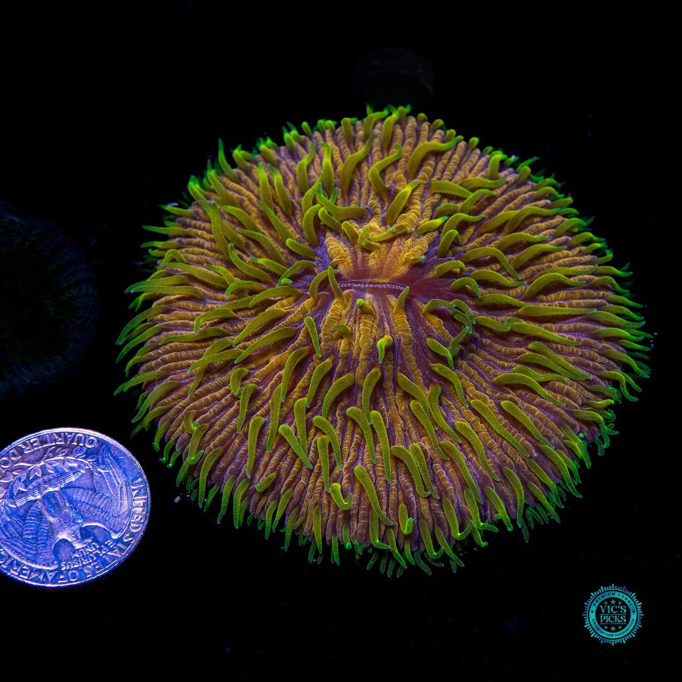 King Ding A Ling Plate - Actinic Photo