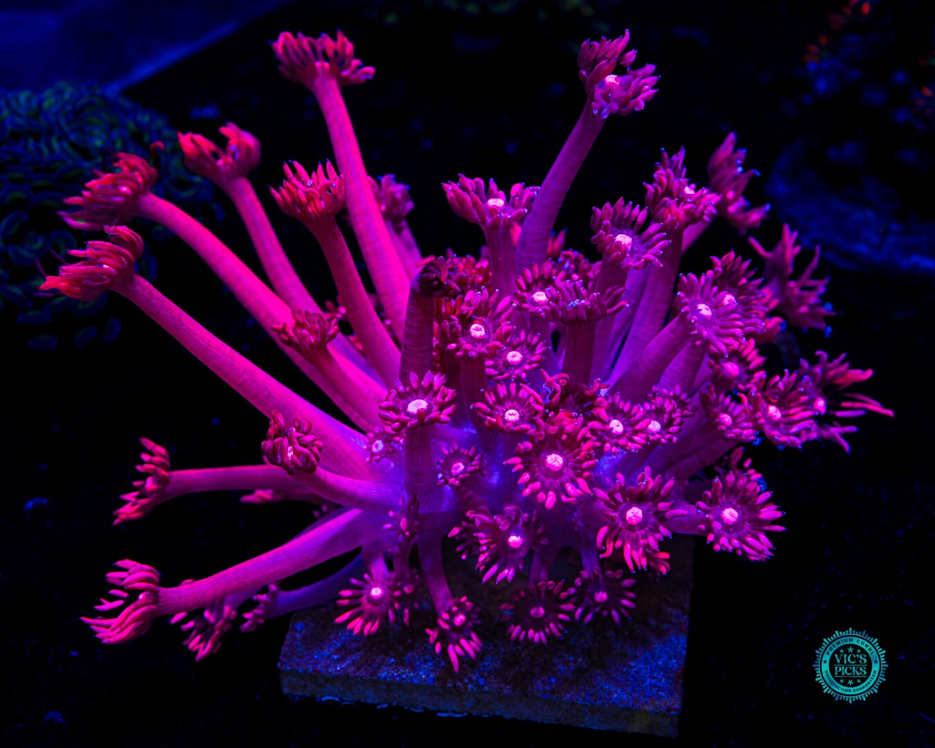 XXL Ruby Red Goniopora - Daylight Photo
