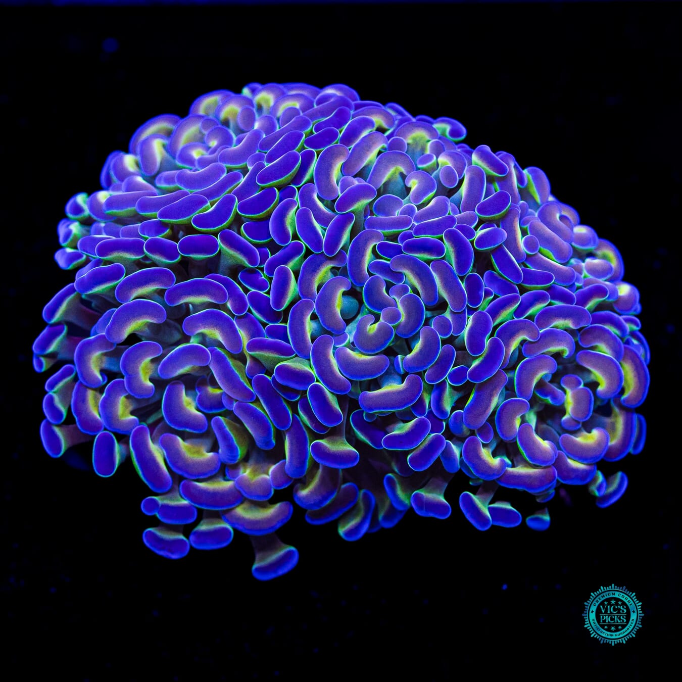 Hologram Branching Hammer - Daylight Photo