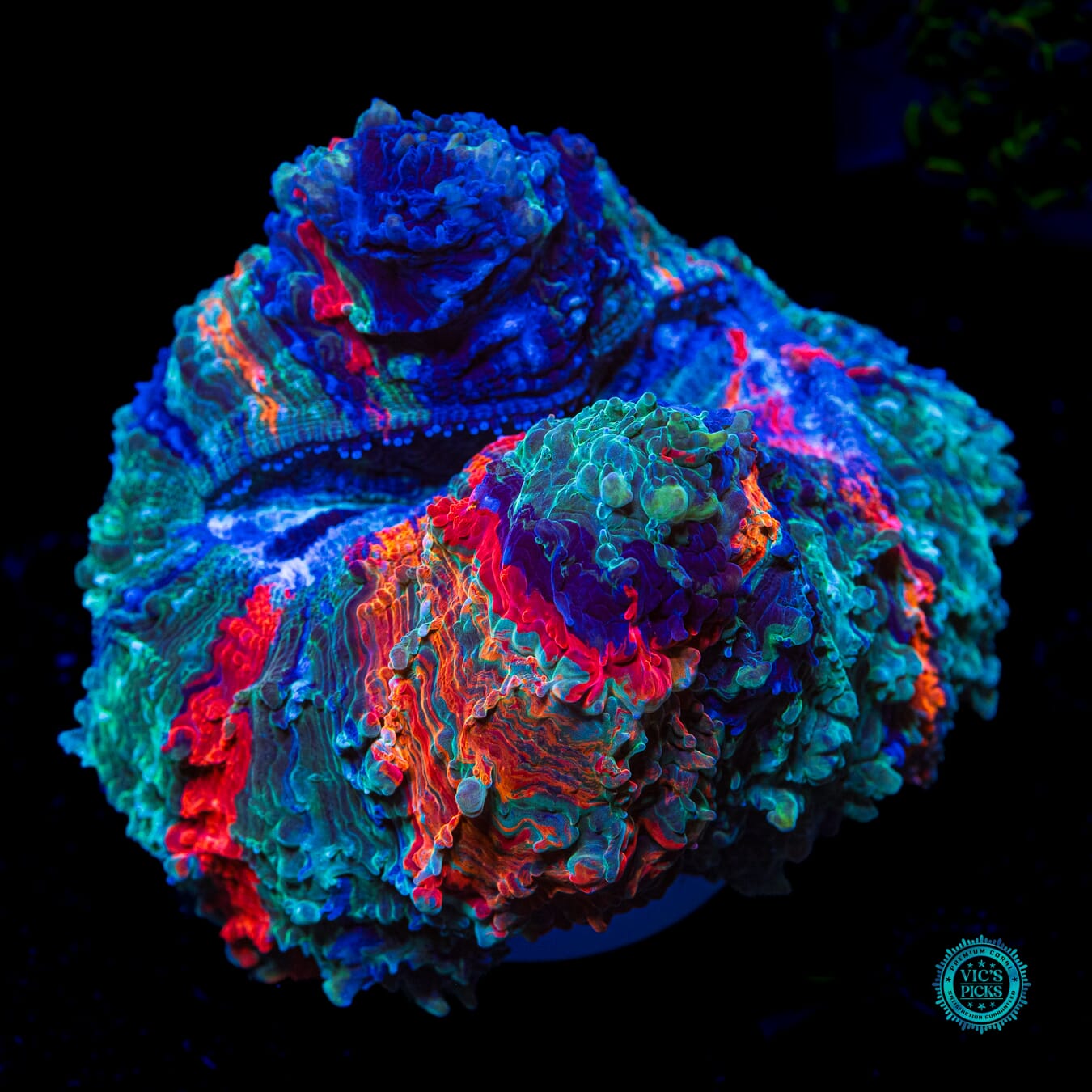 Elemental Storm Acanthophyllia - Daylight Photo