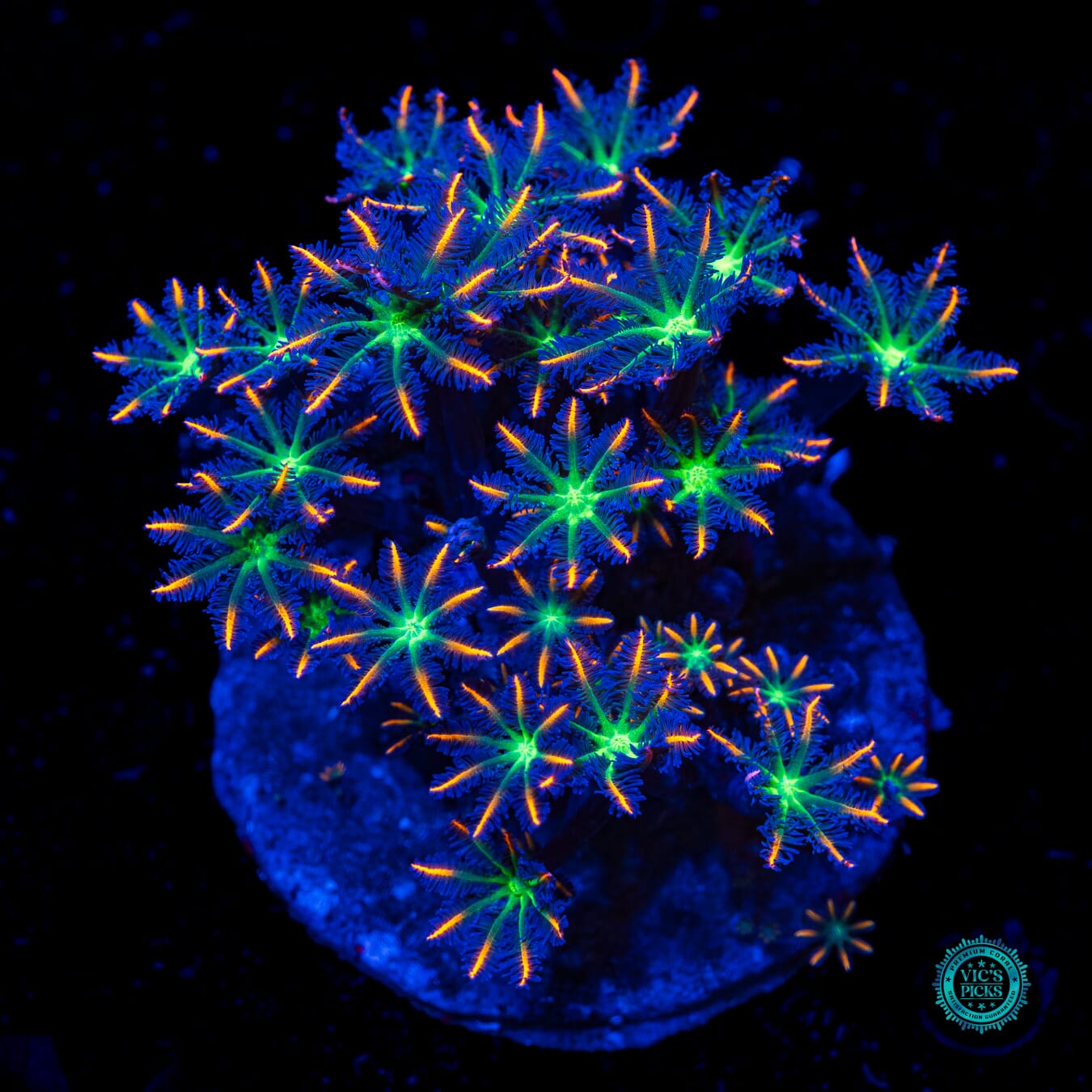 Firework Clove Polyps - Daylight Photo
