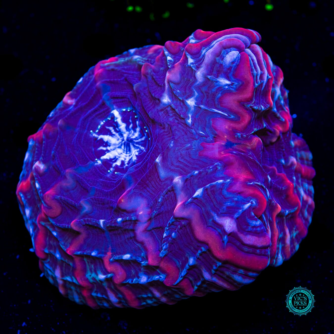 Void Ray Double Headed Indophyllia - Daylight Photo
