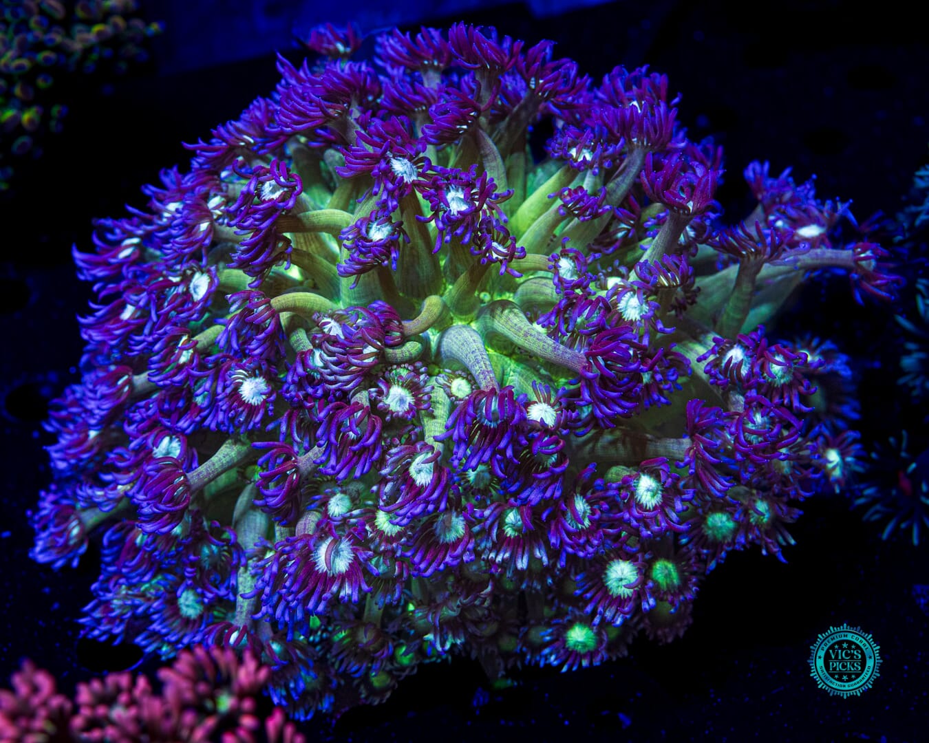 XXXL Shadow Goniopora - Daylight Photo