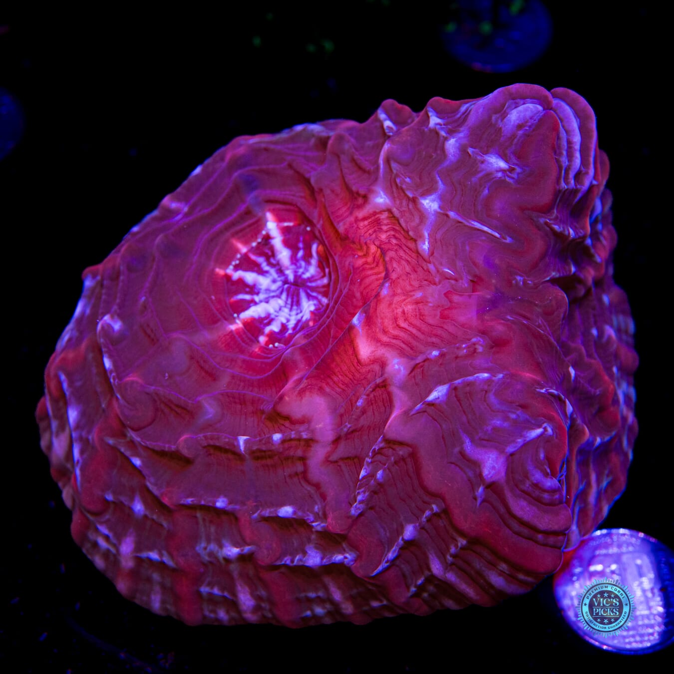 Void Ray Double Headed Indophyllia - Actinic Photo