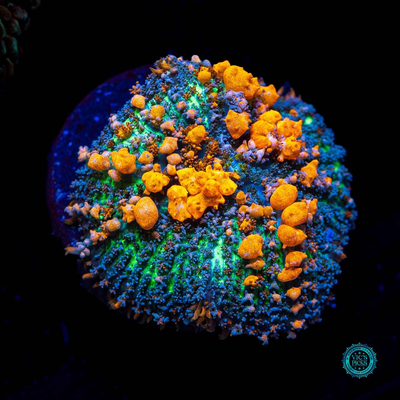 WWC Sunkist Bounce Mushroom - Daylight Photo
