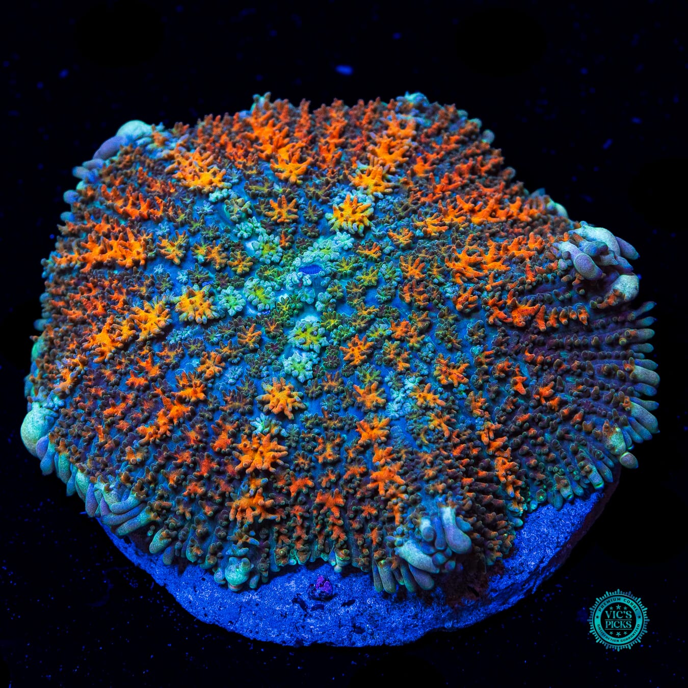 Rasta Rainbow Carpet Rhodactis Mushroom - Daylight Photo