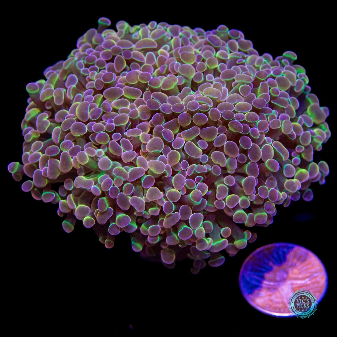 Holy Grail Branching Hammer - Actinic Photo