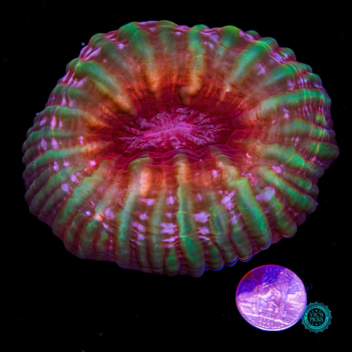 Happy Holidaze Cynarina - Actinic Photo