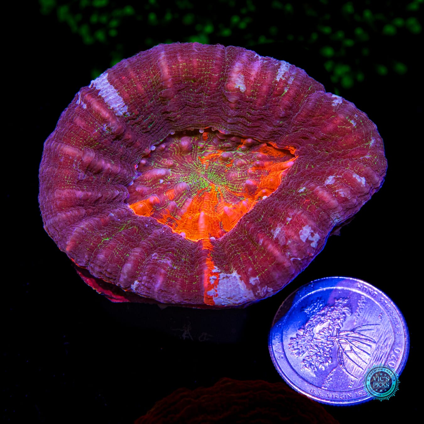 Dimensional Drift Scolymia - Actinic Photo