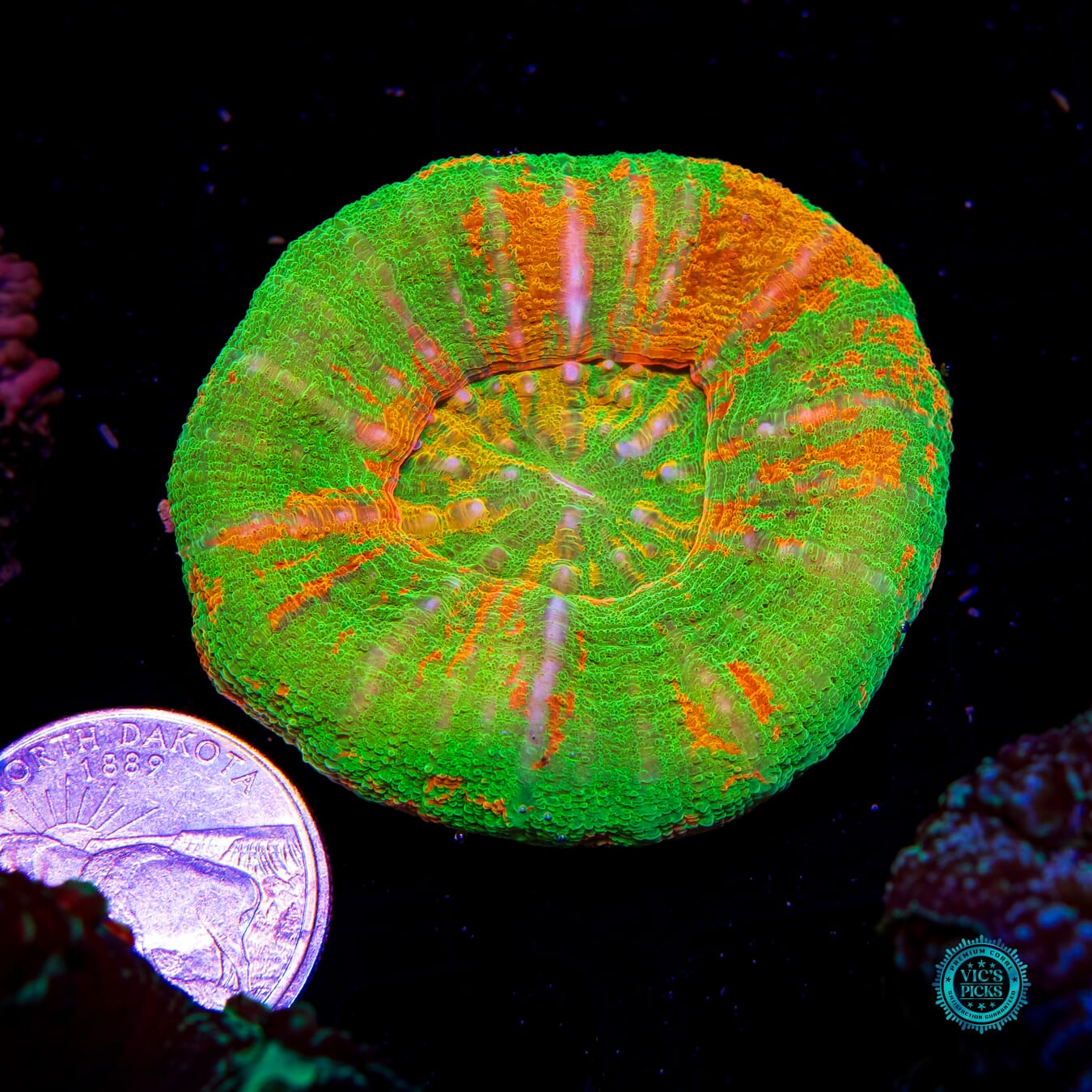 Tropical Luau Scolymia - Actinic Photo