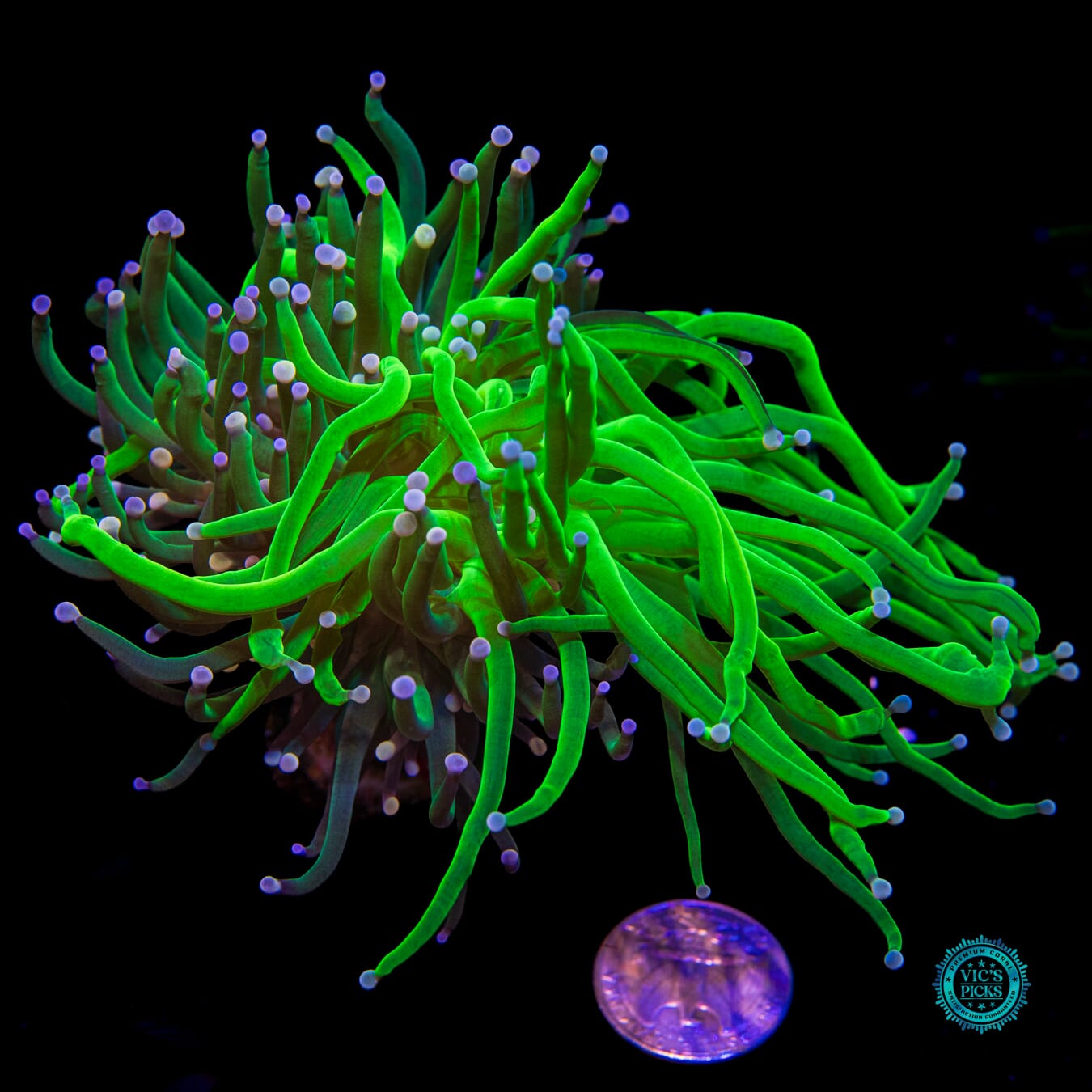 Grafted Cotton Candy Torch - Actinic Photo