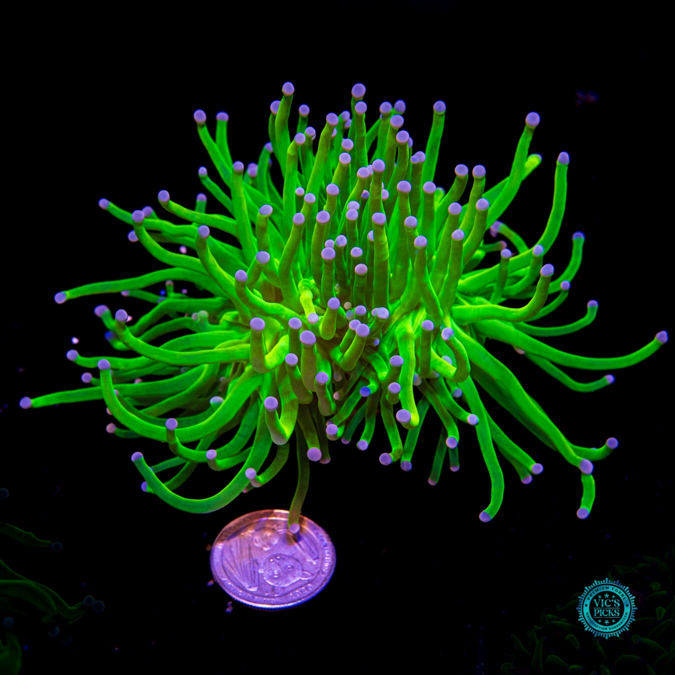 Banana Grail Torch - Actinic Photo