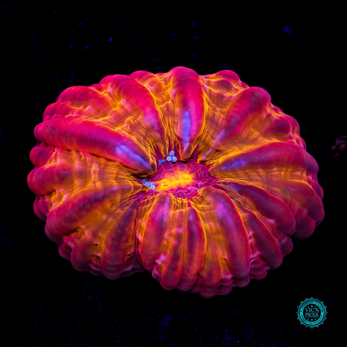 Torchlight Cynarina - Daylight Photo