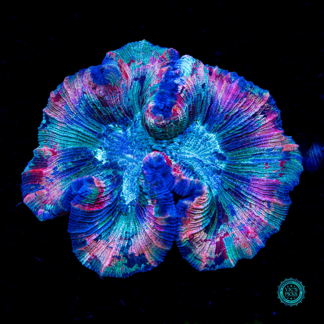 Fruit Pudding Trachyphyllia - Daylight Photo