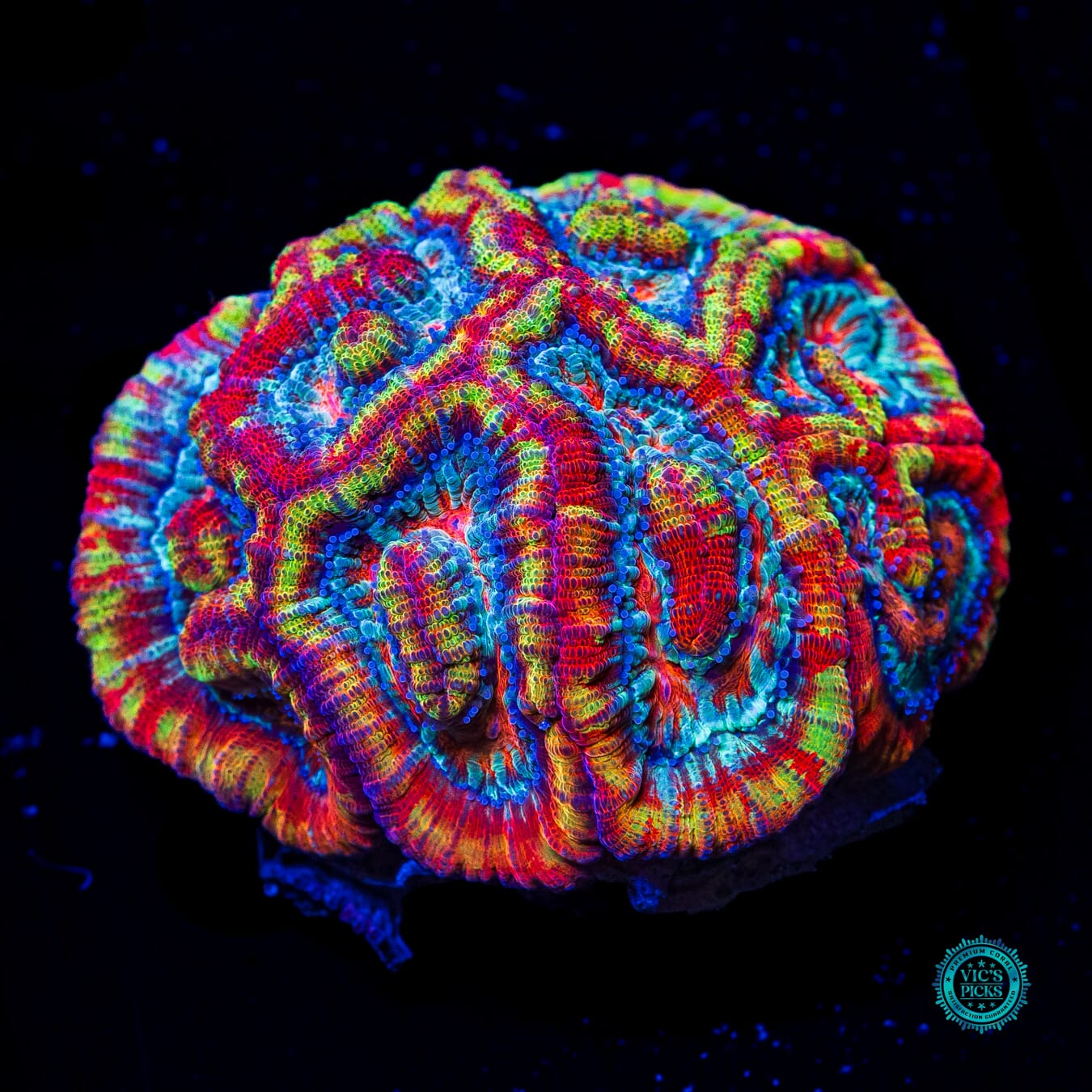 Rainbow Tiger Symphyllia Wilsoni - Daylight Photo