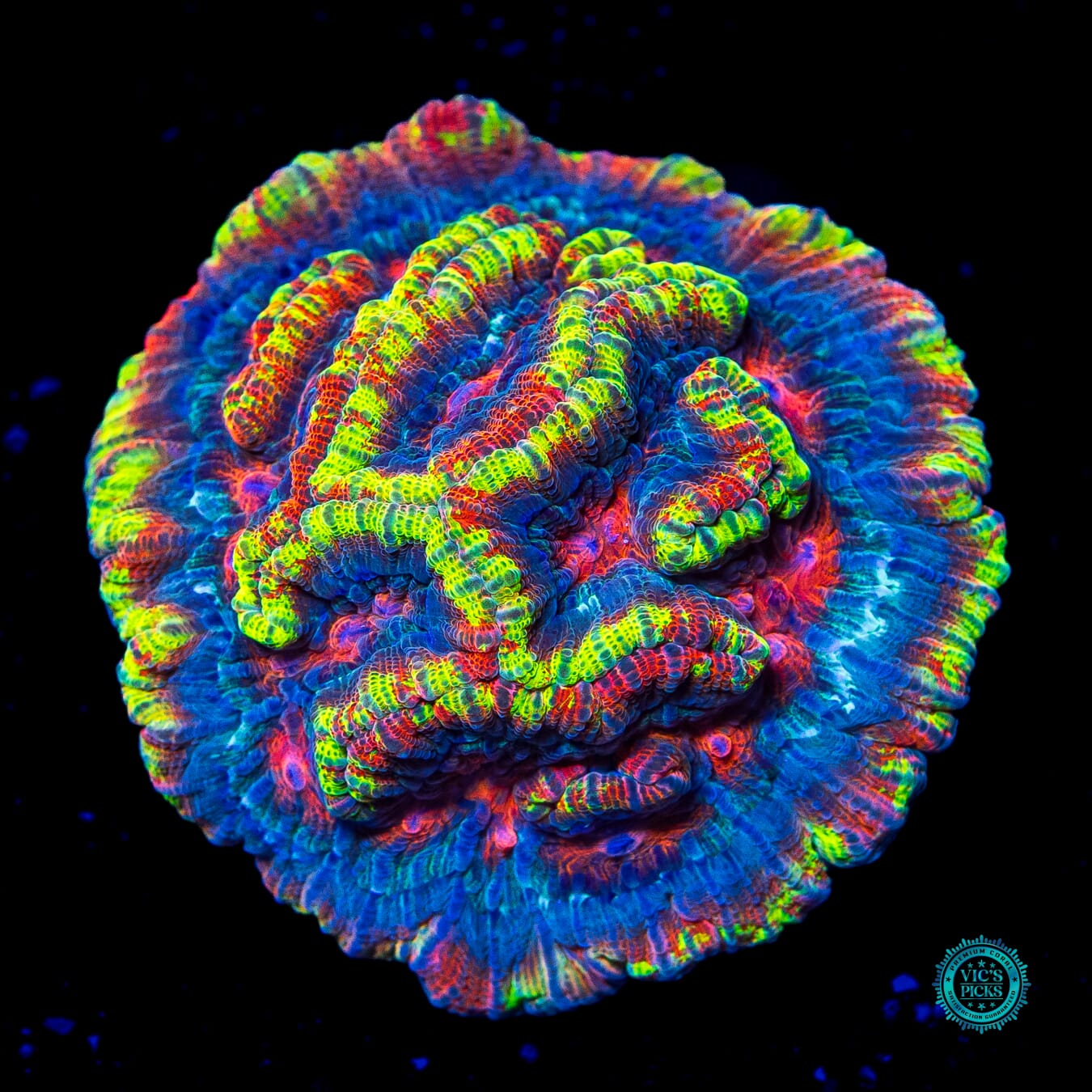 Sunshine Tiger Syphyllia Wilsoni - Daylight Photo