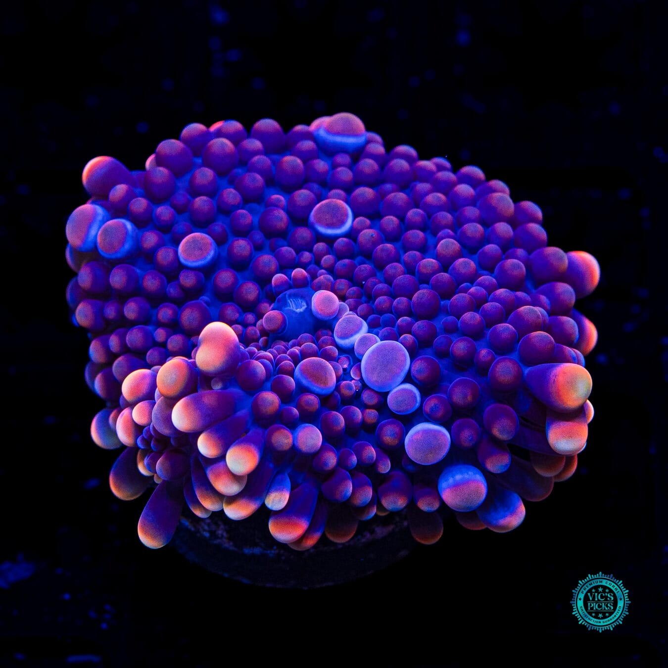 Grape Ape Yuma Mushroom - Daylight Photo