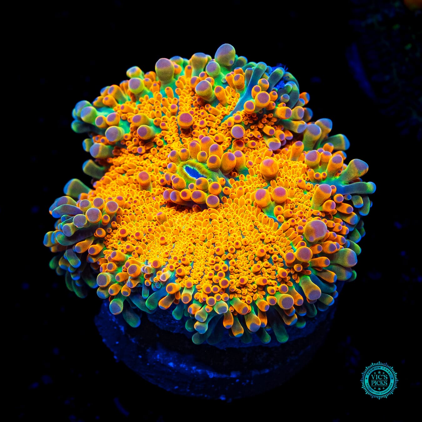 Sunrise Yuma Mushroom - Daylight Photo