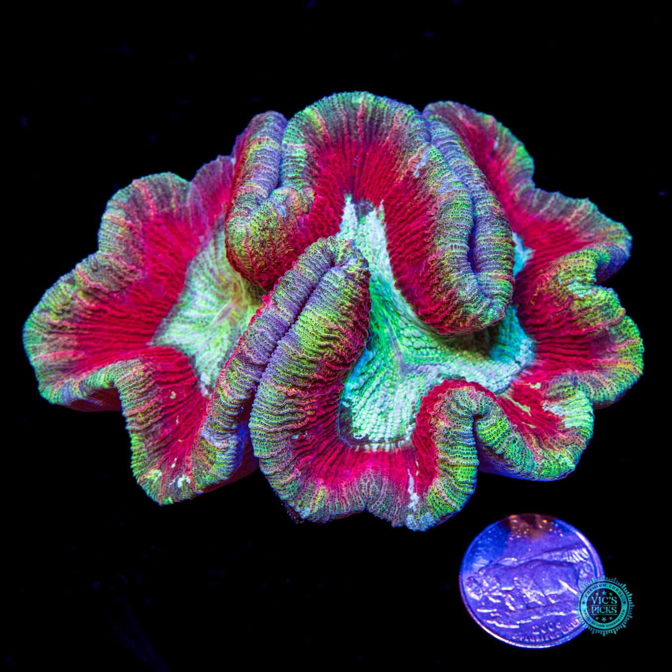 Cherry Lime Explosion Trachyphyllia - Actinic Photo
