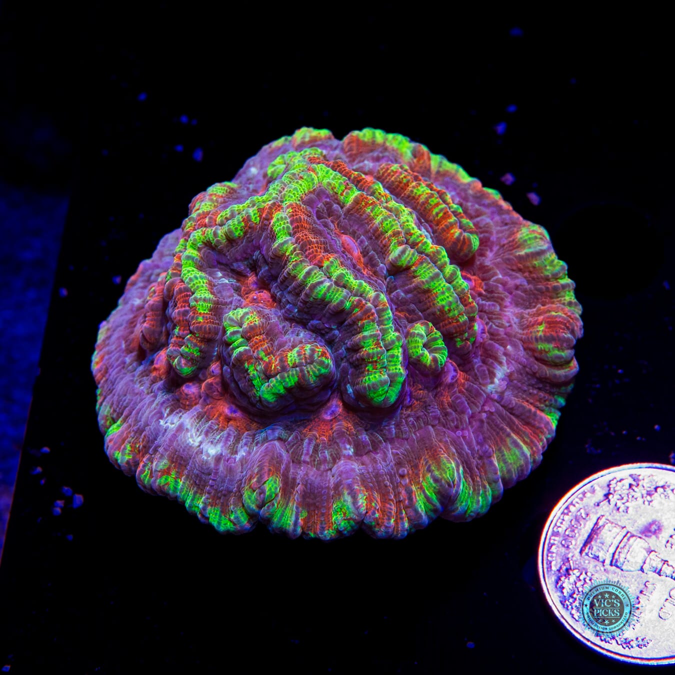 Sunshine Tiger Syphyllia Wilsoni - Actinic Photo