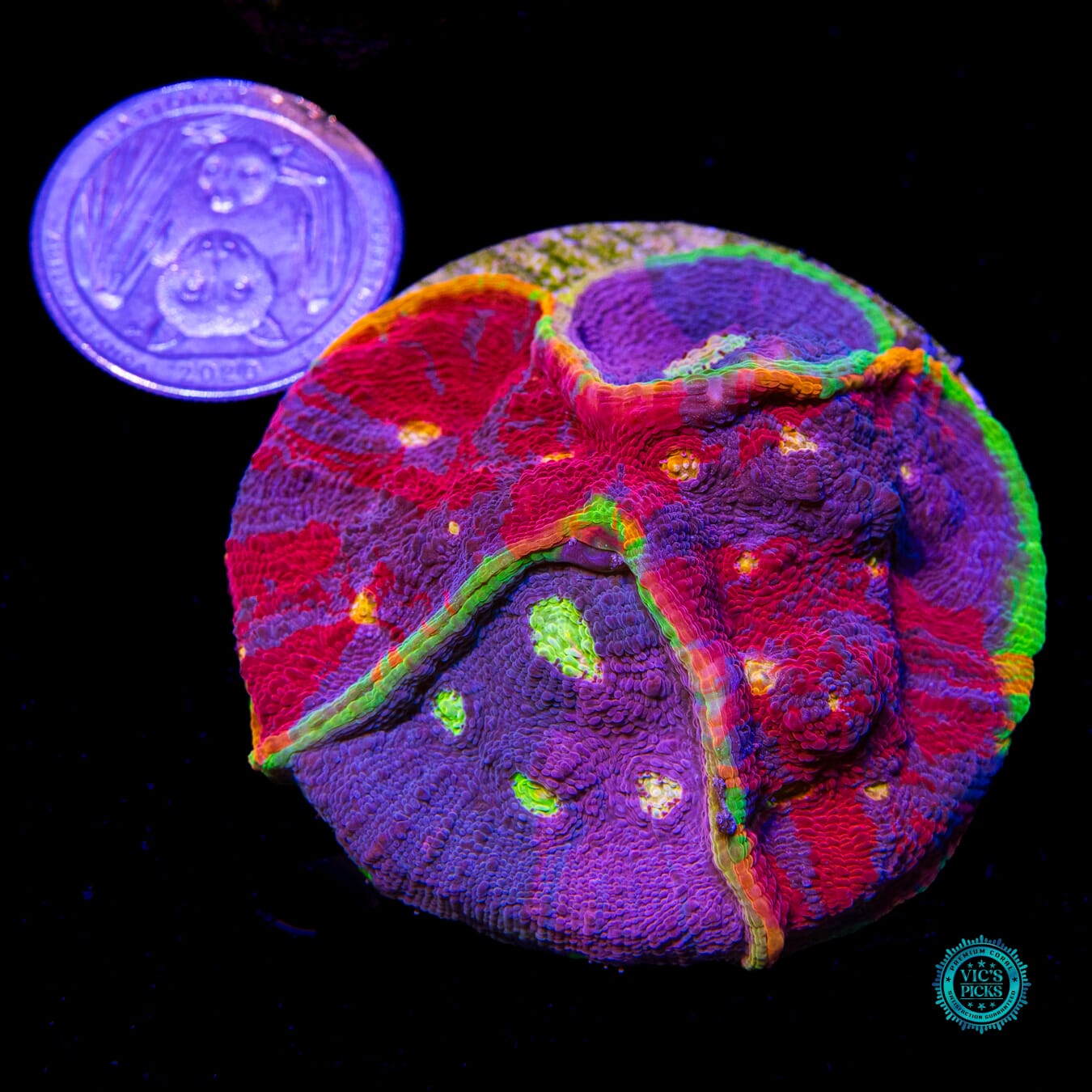 Rainbow Boom Combo Chalice - Actinic Photo