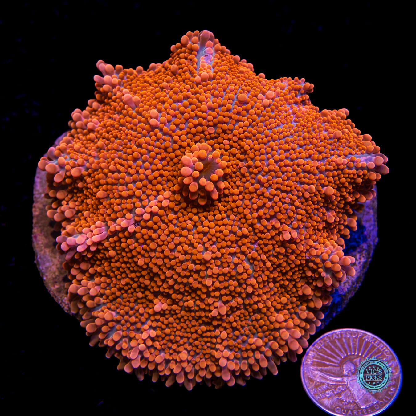 Blazin Saddle Yuma Mushroom - Actinic Photo