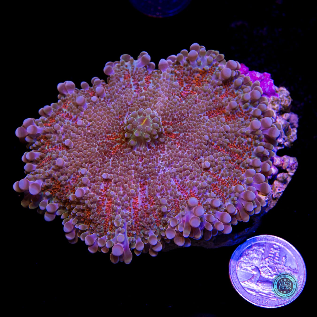 Buried Treasure Yuma Mushroom - Actinic Photo