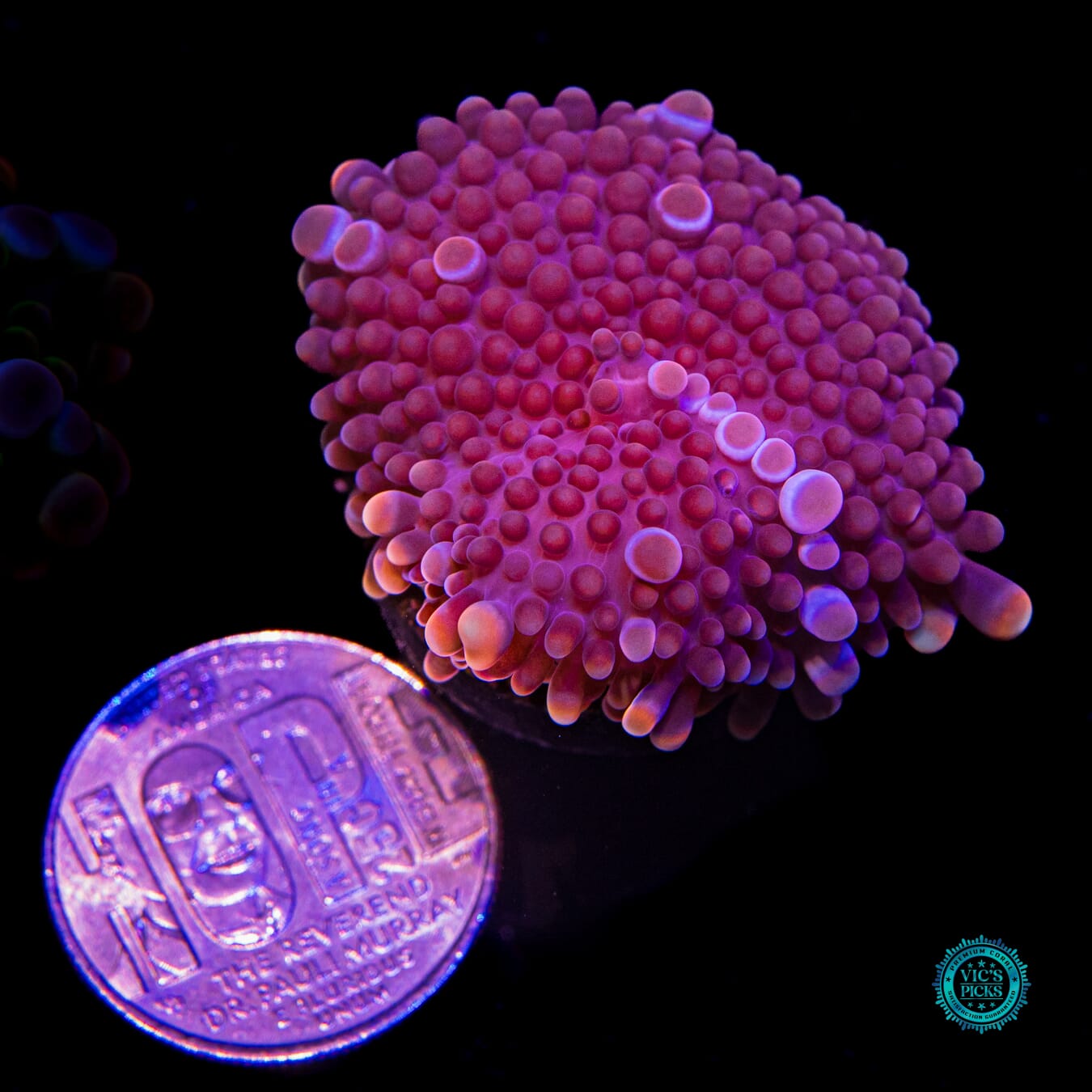Grape Ape Yuma Mushroom - Actinic Photo