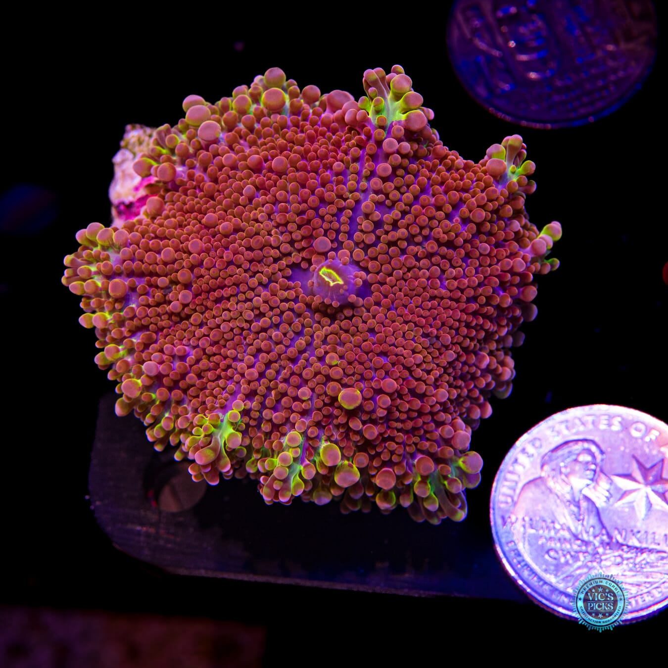 Jupiters Moon Yuma Mushroom - Actinic Photo