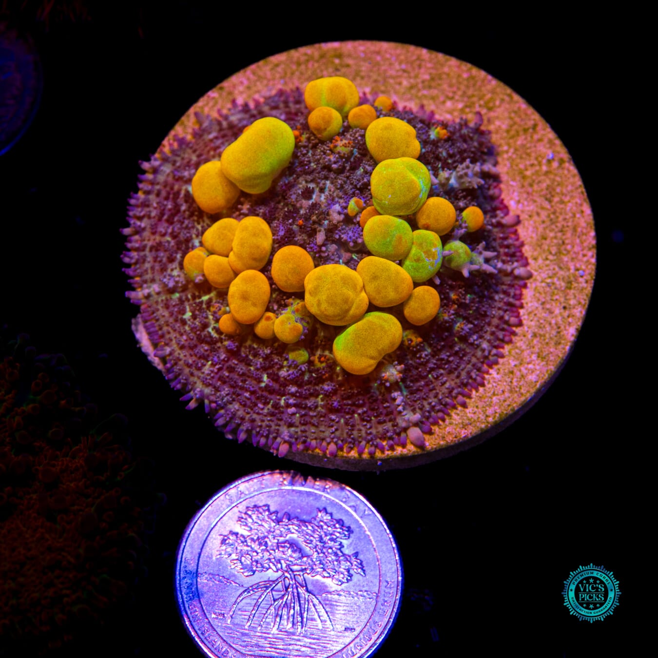 WWC OG Bounce Mushroom - Actinic Photo