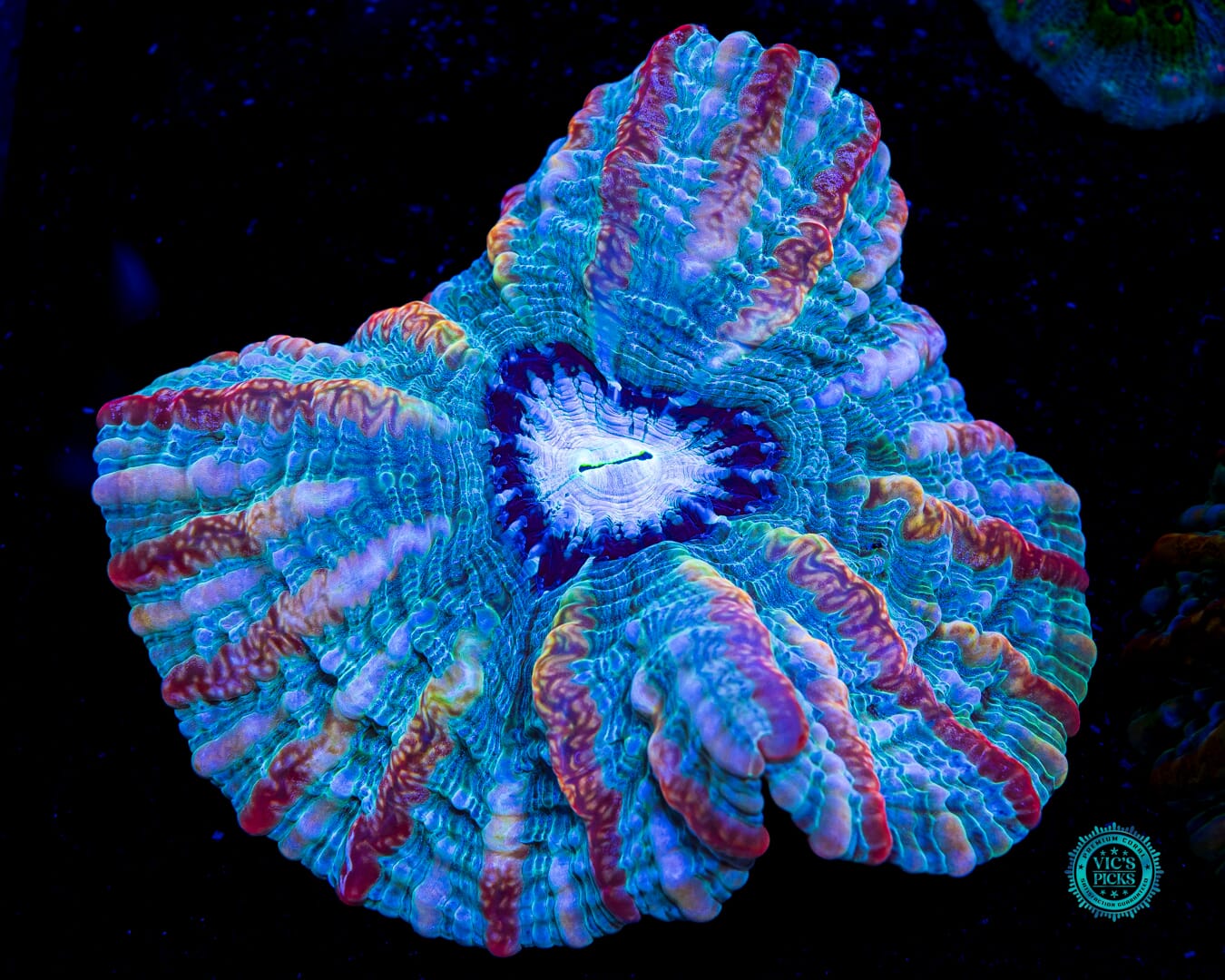Frozen Flamewreath Indophyllia - Daylight Photo