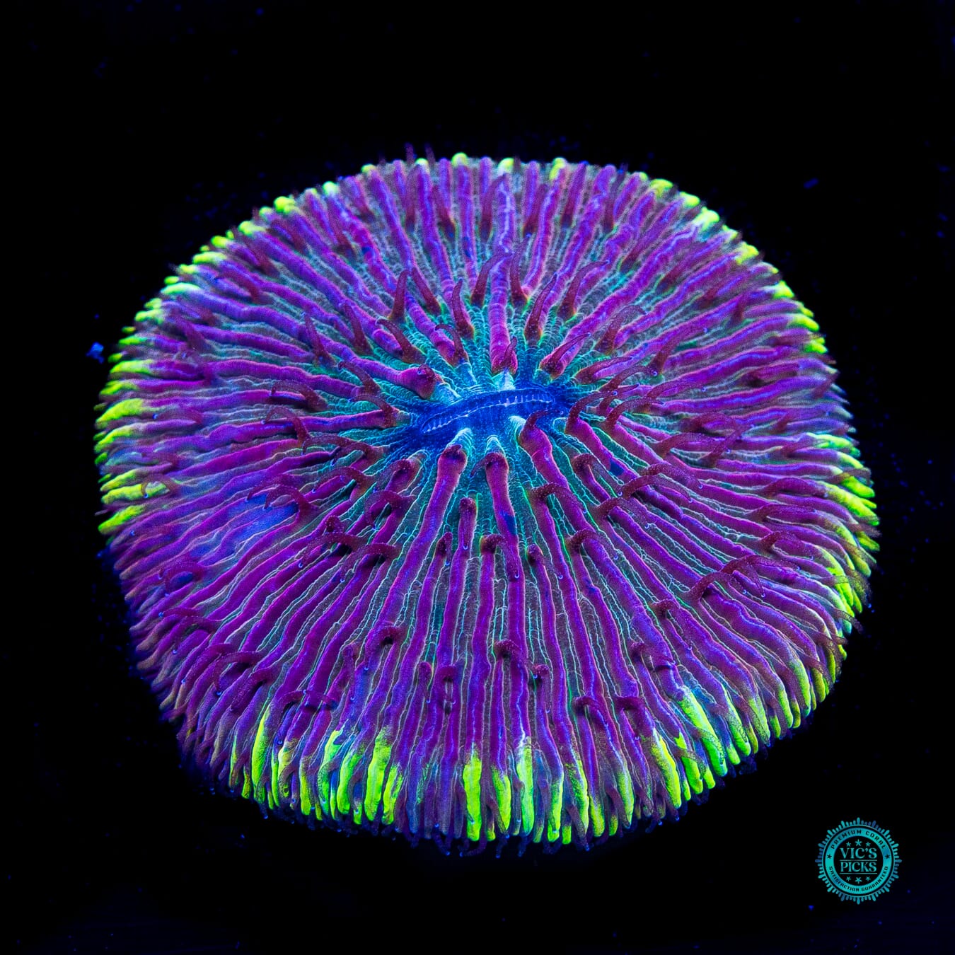 Electroberry Plate - Daylight Photo