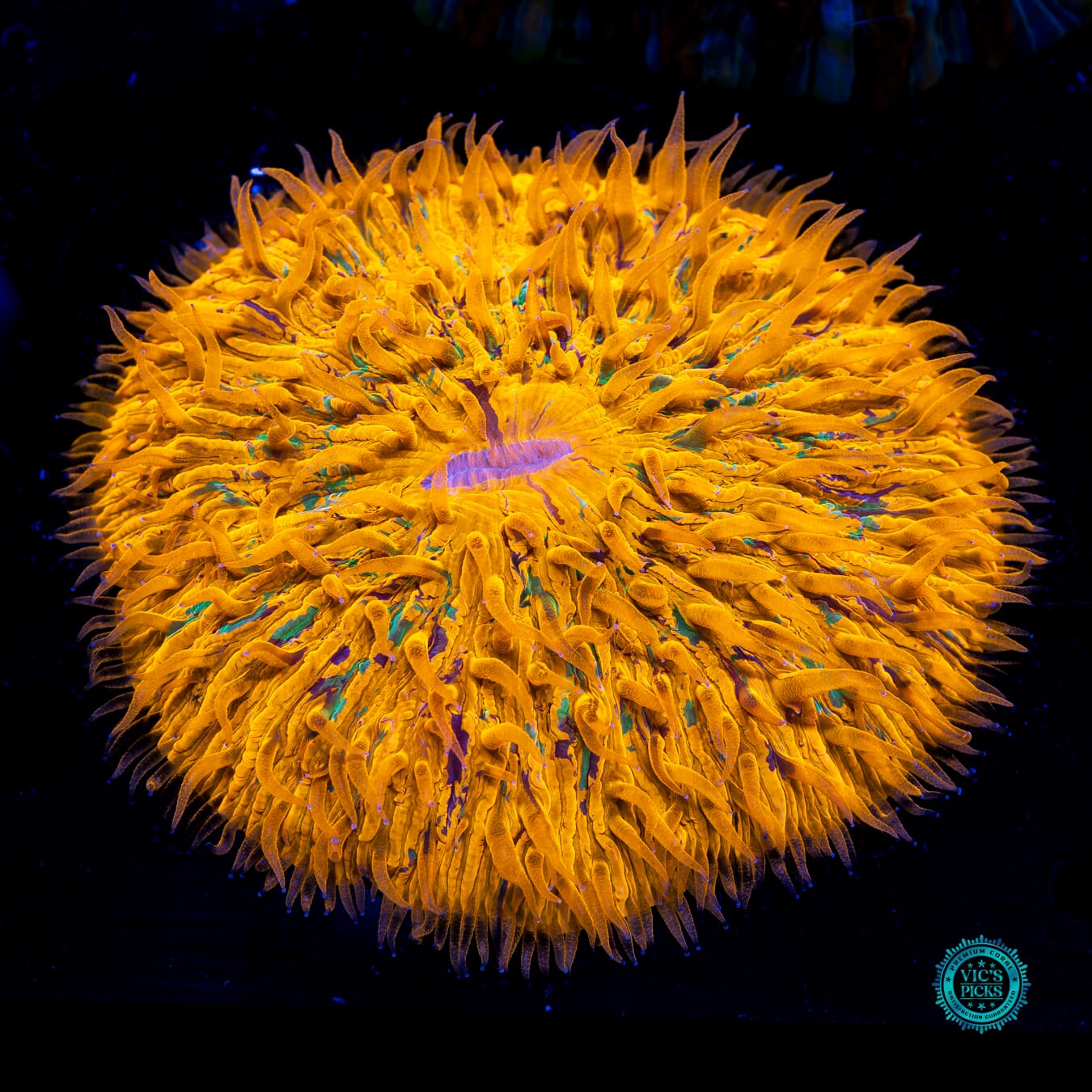 Sun Speckled Plate - Daylight Photo