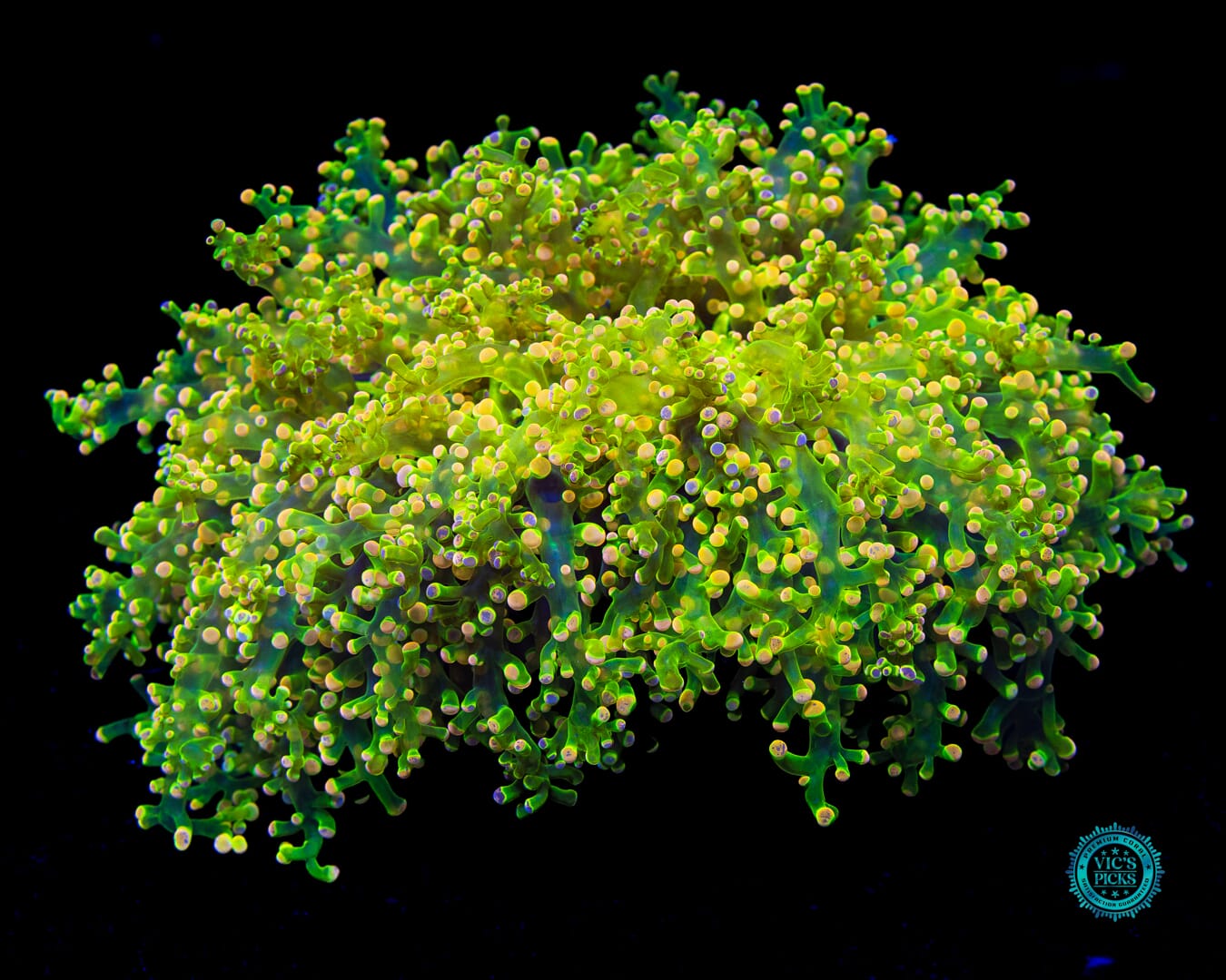Toxic Green Splatter Wall Frogspawn - Daylight Photo