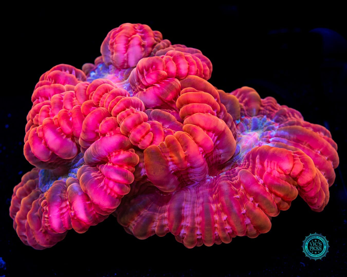 Triple Headed Ruby Hydra Cynarina - Daylight Photo