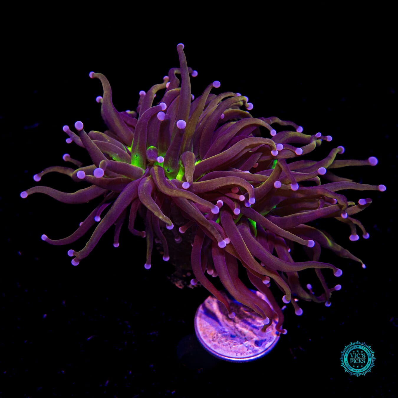 Fel Flame Torch - Actinic Photo