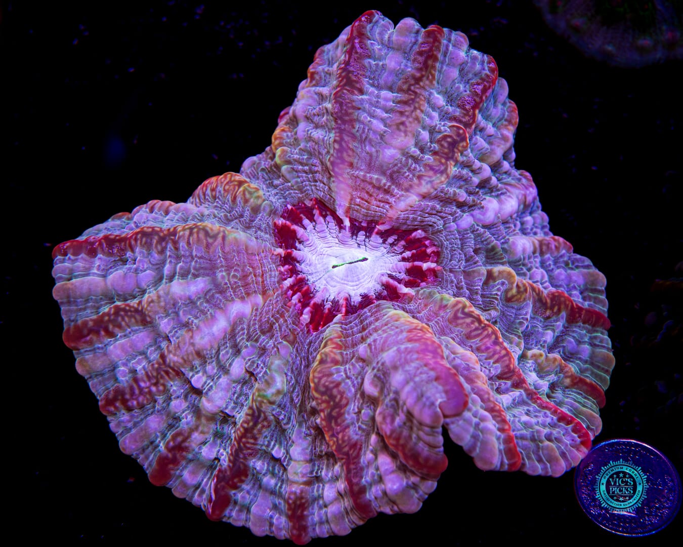 Frozen Flamewreath Indophyllia - Actinic Photo