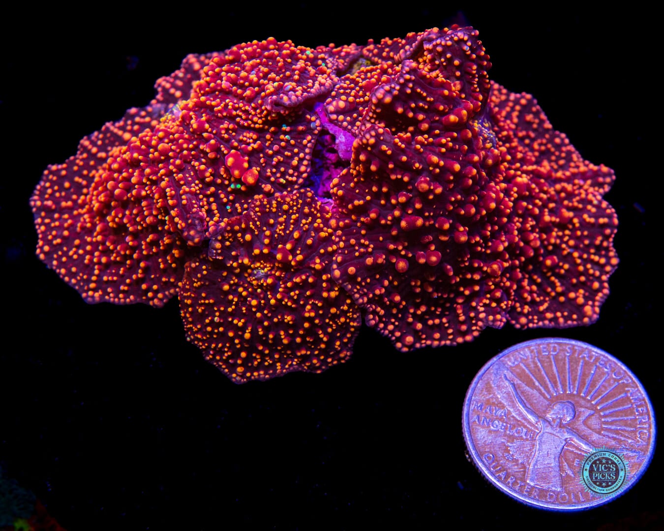 Interstellar Colony Mushroom - Actinic Photo