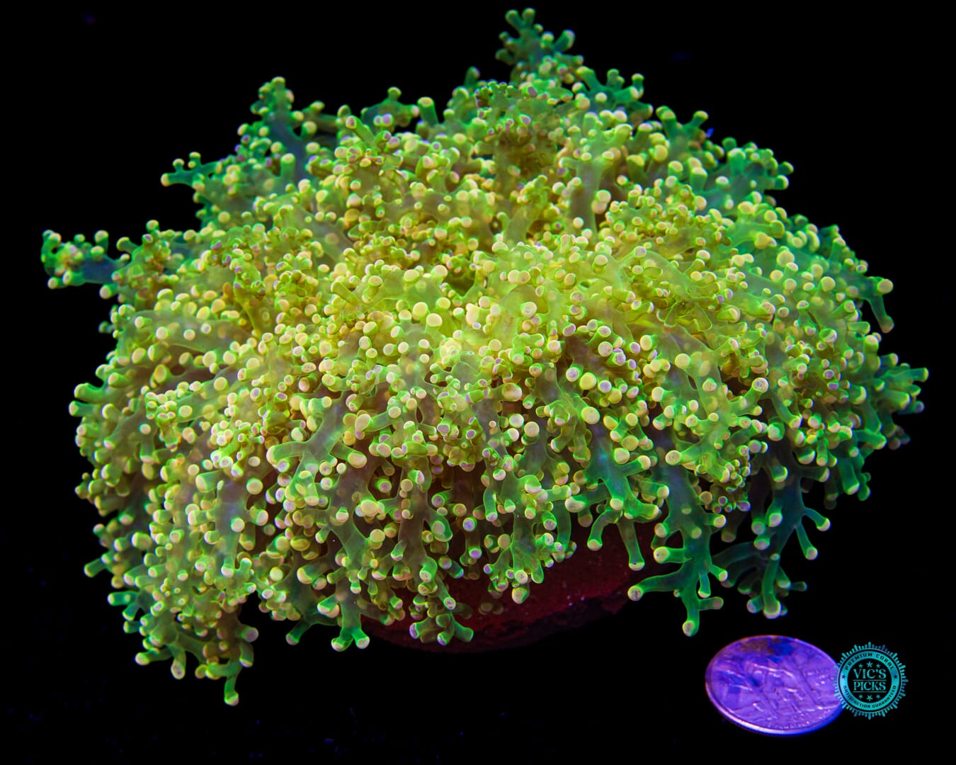 Toxic Green Splatter Wall Frogspawn - Actinic Photo