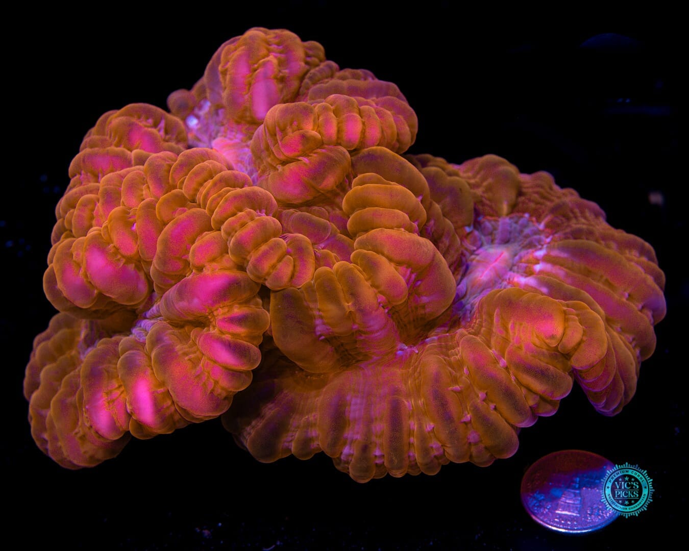 Triple Headed Ruby Hydra Cynarina - Actinic Photo
