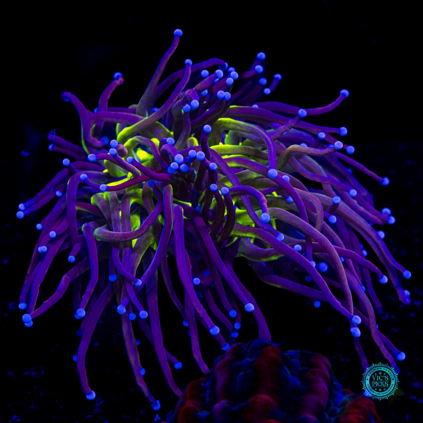 Fel Flame Torch - Daylight Photo