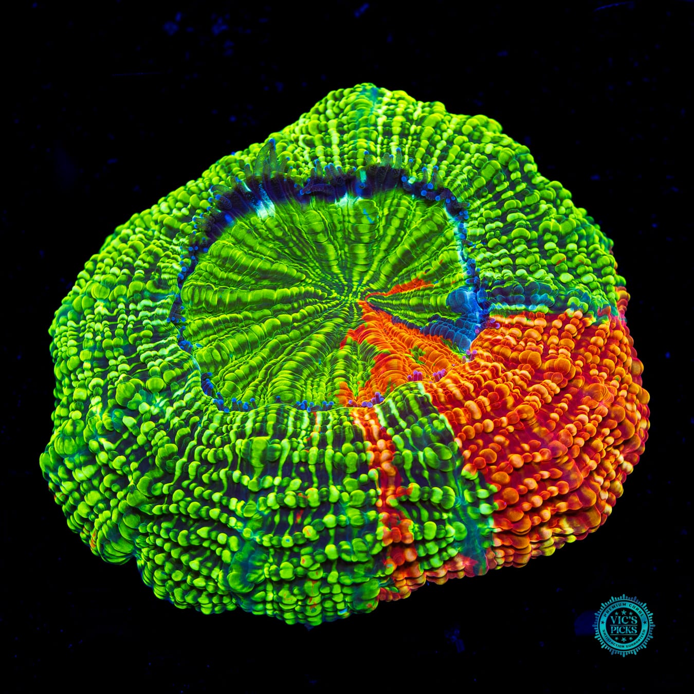 Primetime Acanthophyllia - Daylight Photo