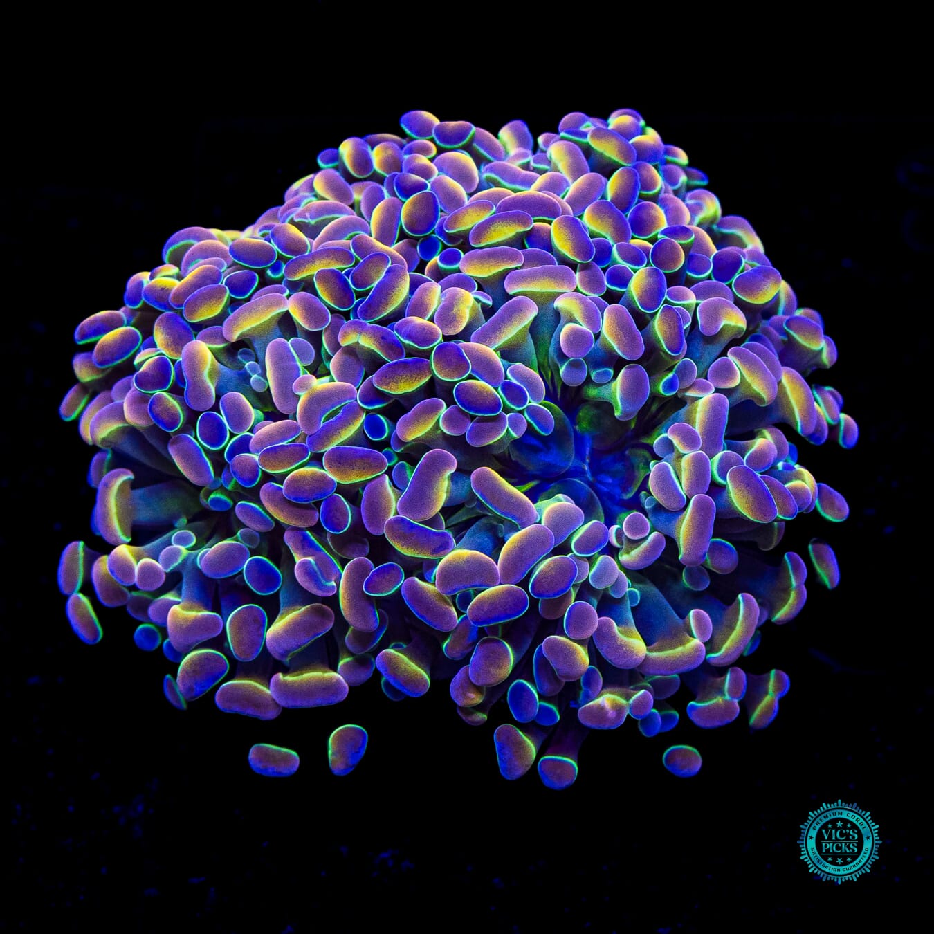 Holy Grail Branching Hammer - Daylight Photo