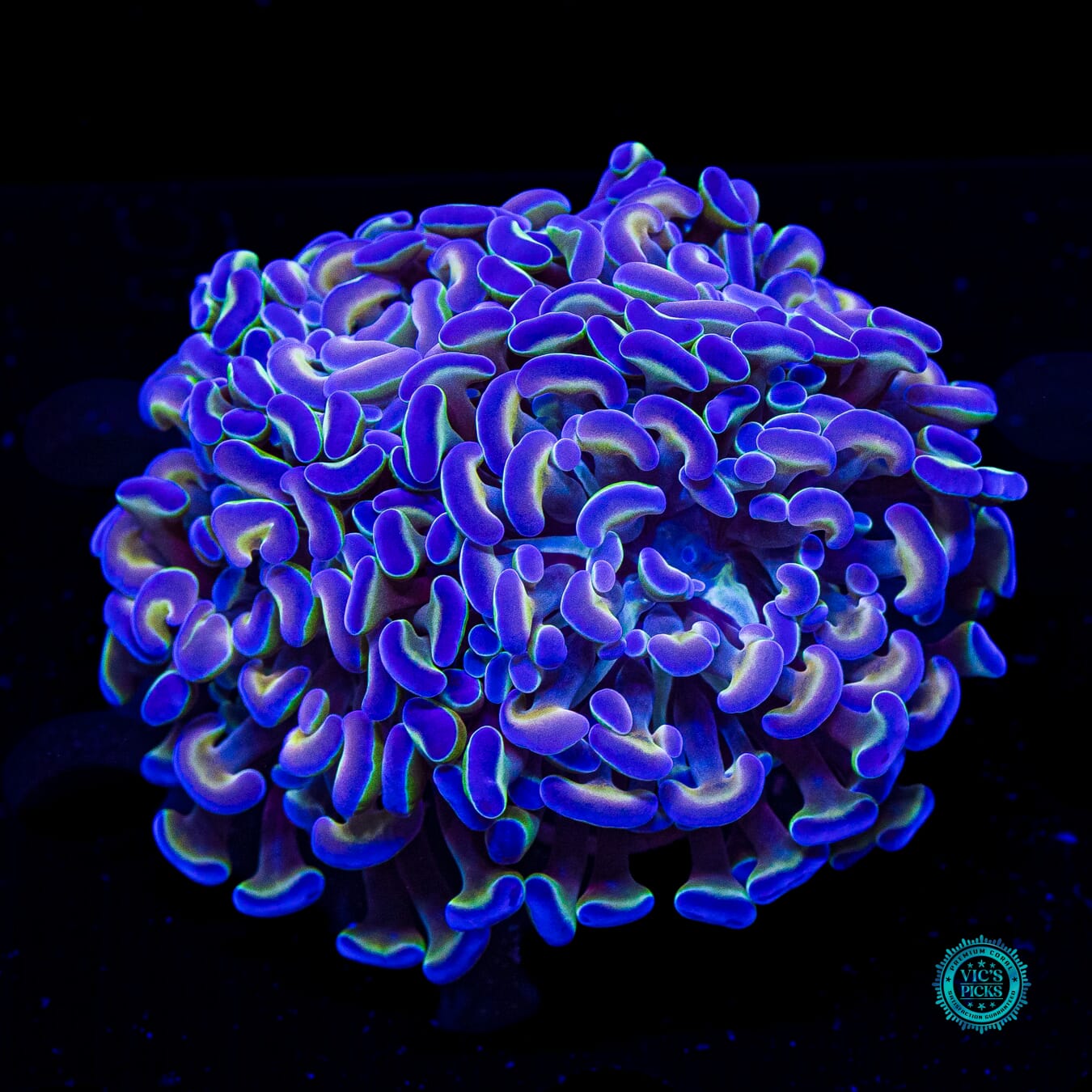 Hologram Branching Hammer - Daylight Photo