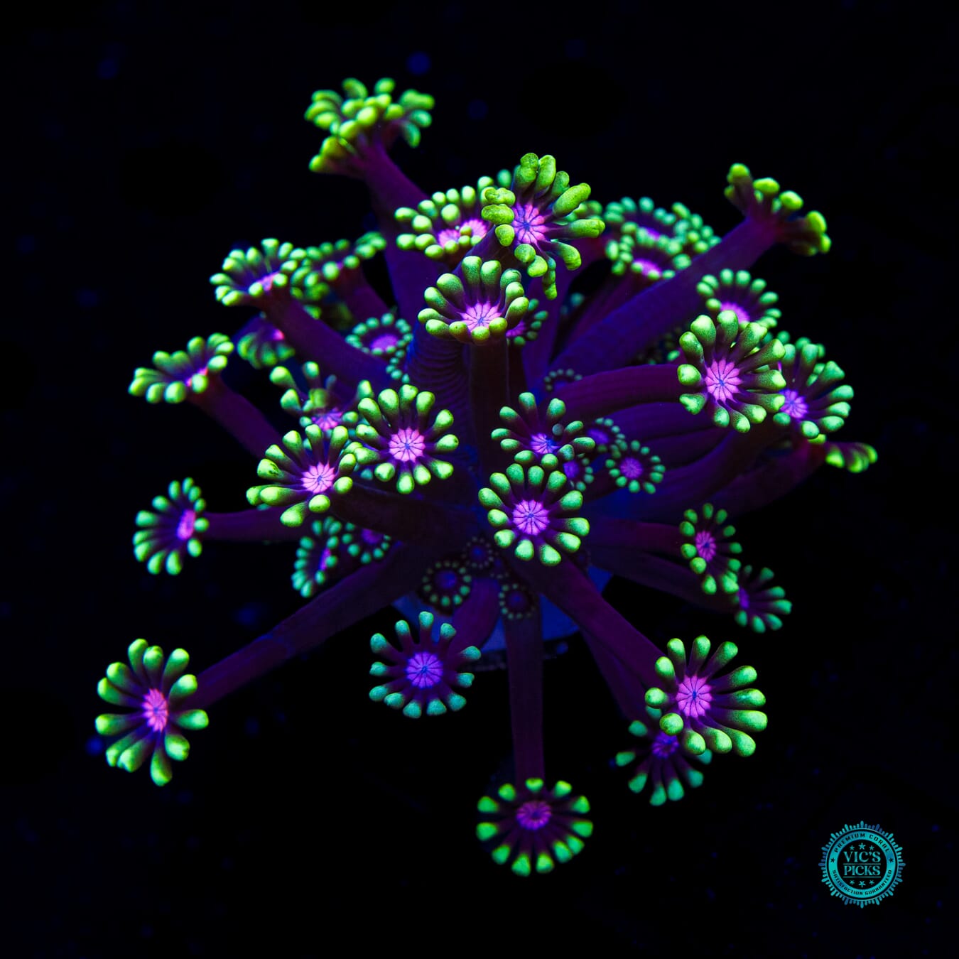 WWC Macho Man Alveopora - Daylight Photo