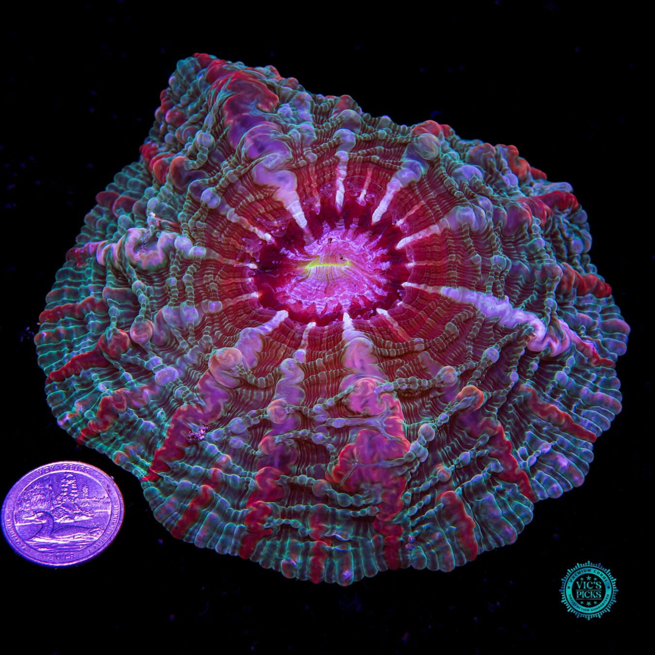Goji Berry Indophyllia - Actinic Photo